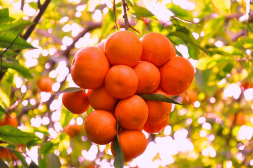 شجرة البرتقال في جدة